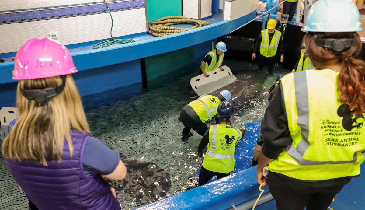 moving manatees at epcot